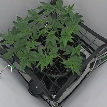 Reaper420
