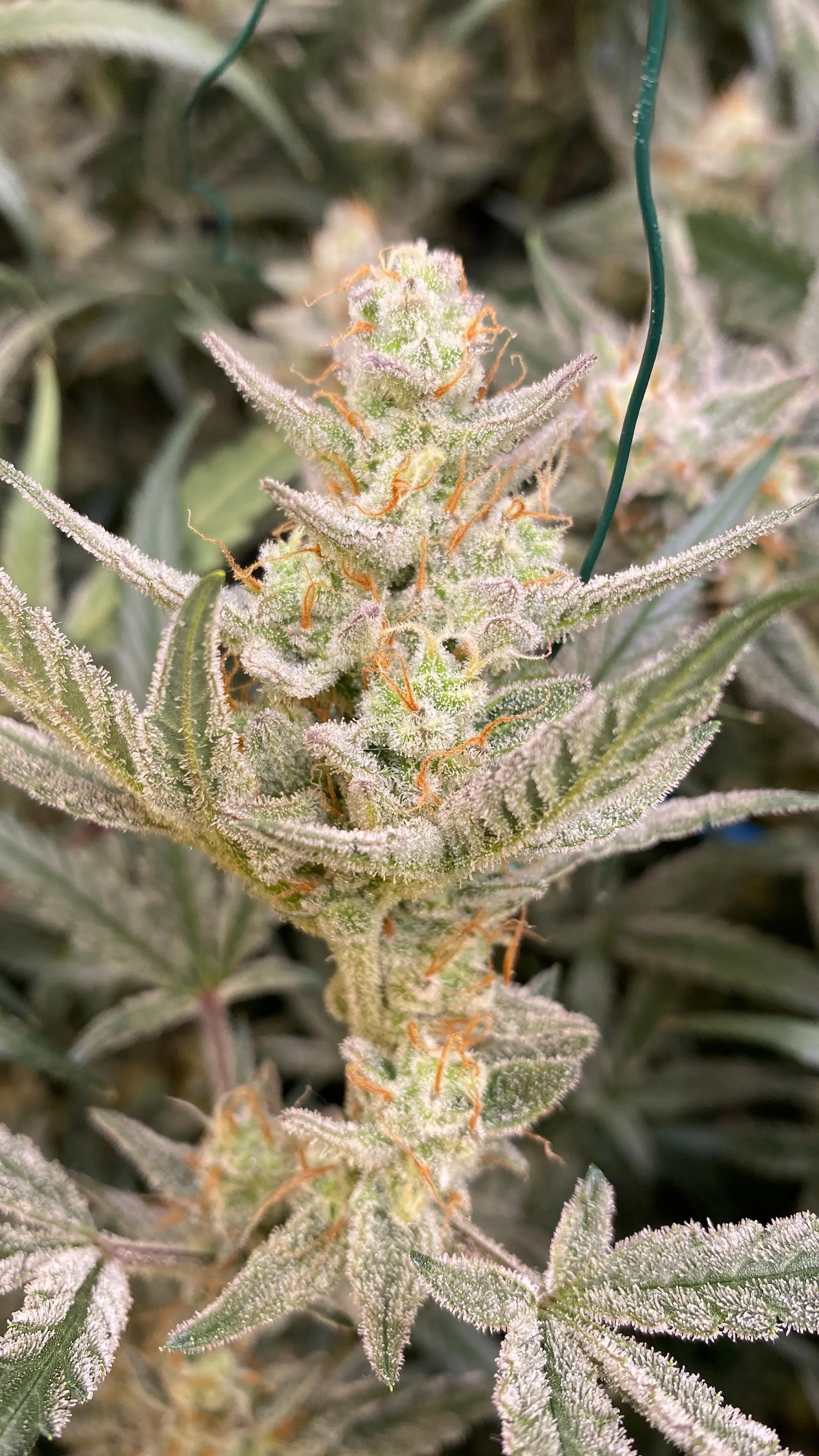 E27Grower