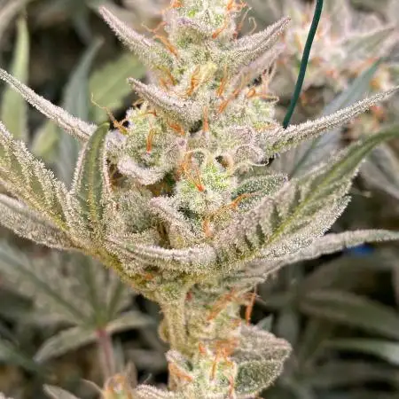 E27Grower