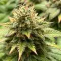 Loud_Standart420