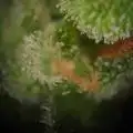 mandalato