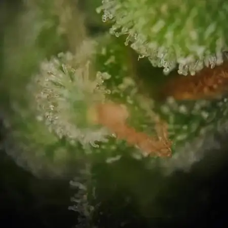 mandalato