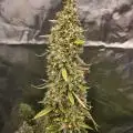 TheFoodening