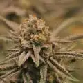 BigOunce