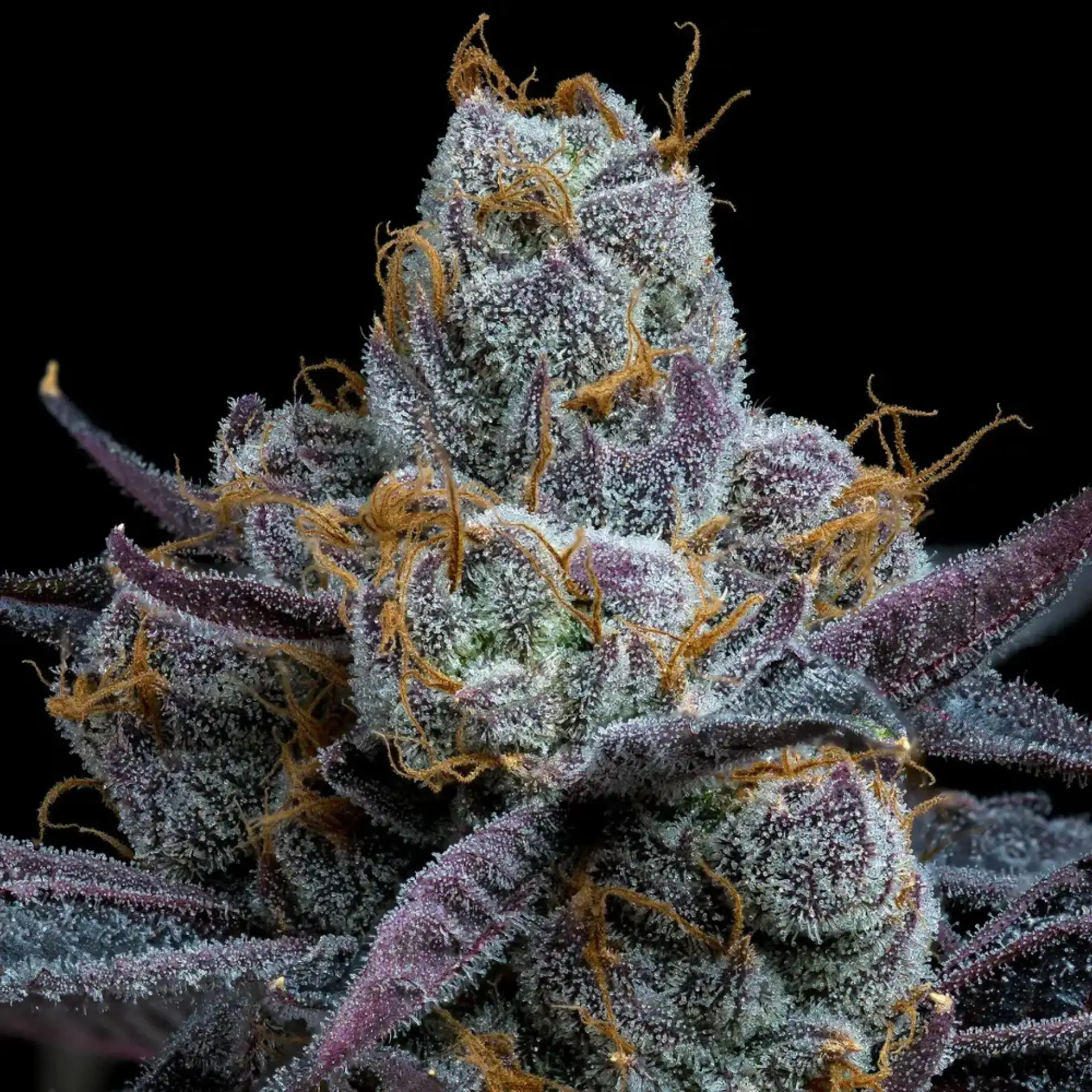 warmersweet