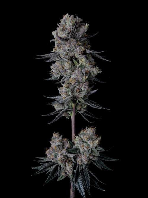 null by BudVision_Genetics