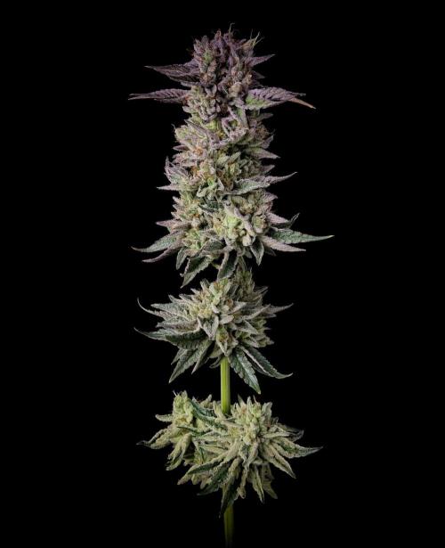 null by BudVision_Genetics