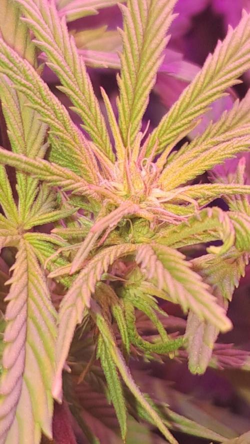 null door JollyGrower