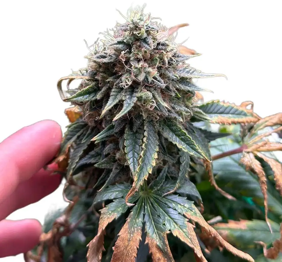 JollyGrower