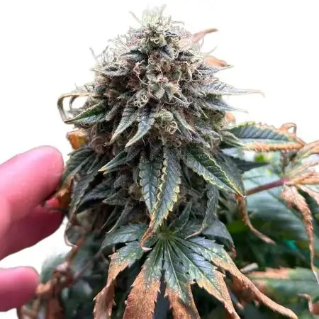JollyGrower
