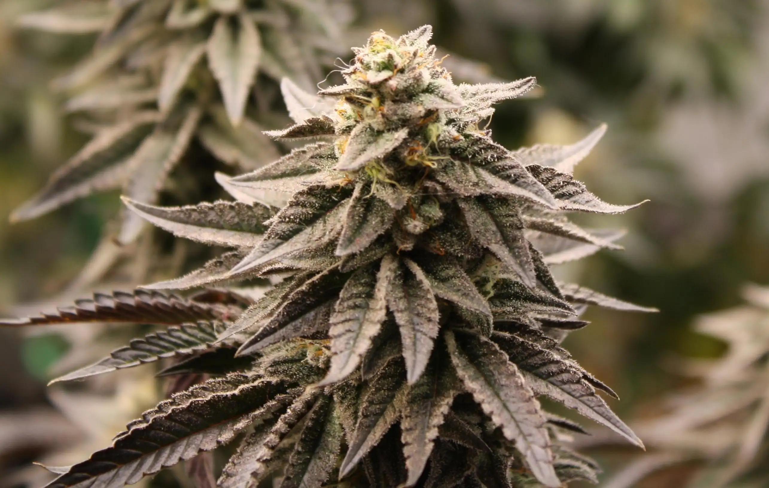 Chemdawg23thatFallp