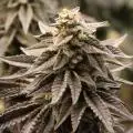 Chemdawg23thatFallp