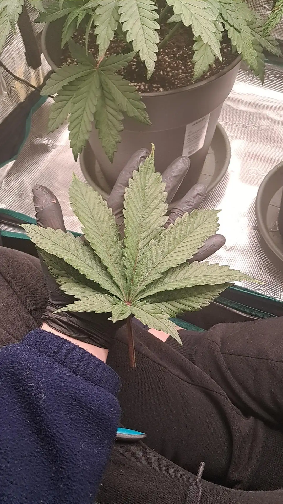 Grow4ever