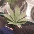 Grow4ever