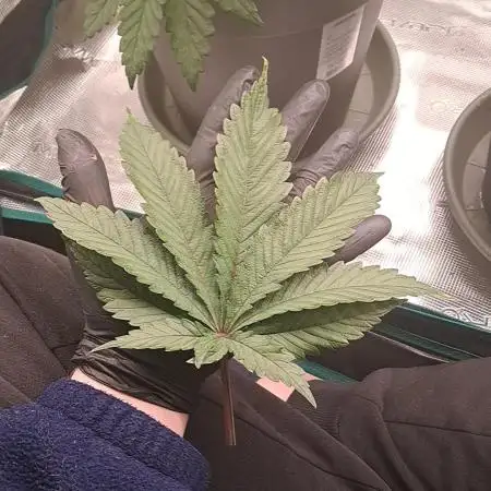 Grow4ever