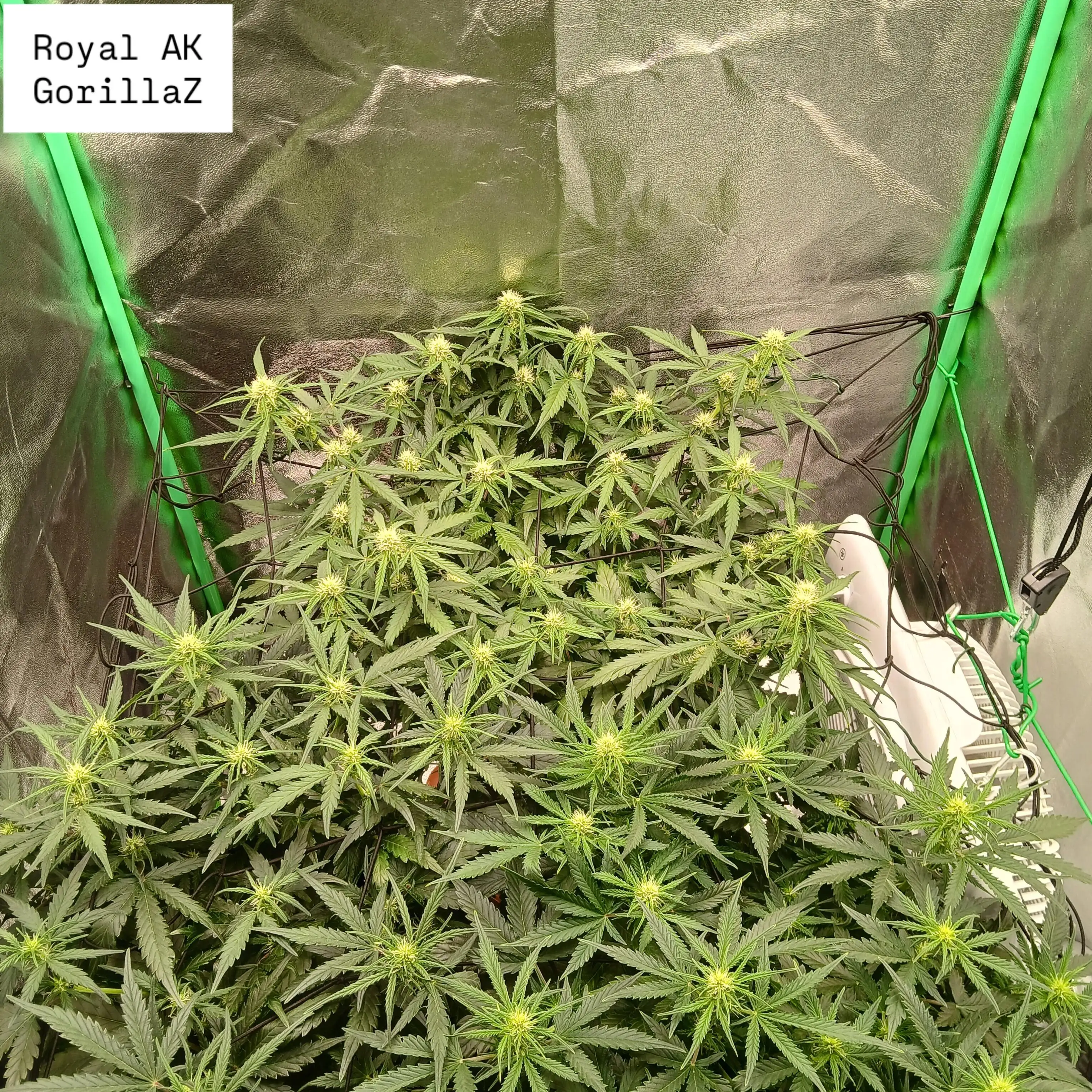 Potaniker