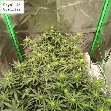 Potaniker