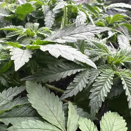 LuxeNLeaf