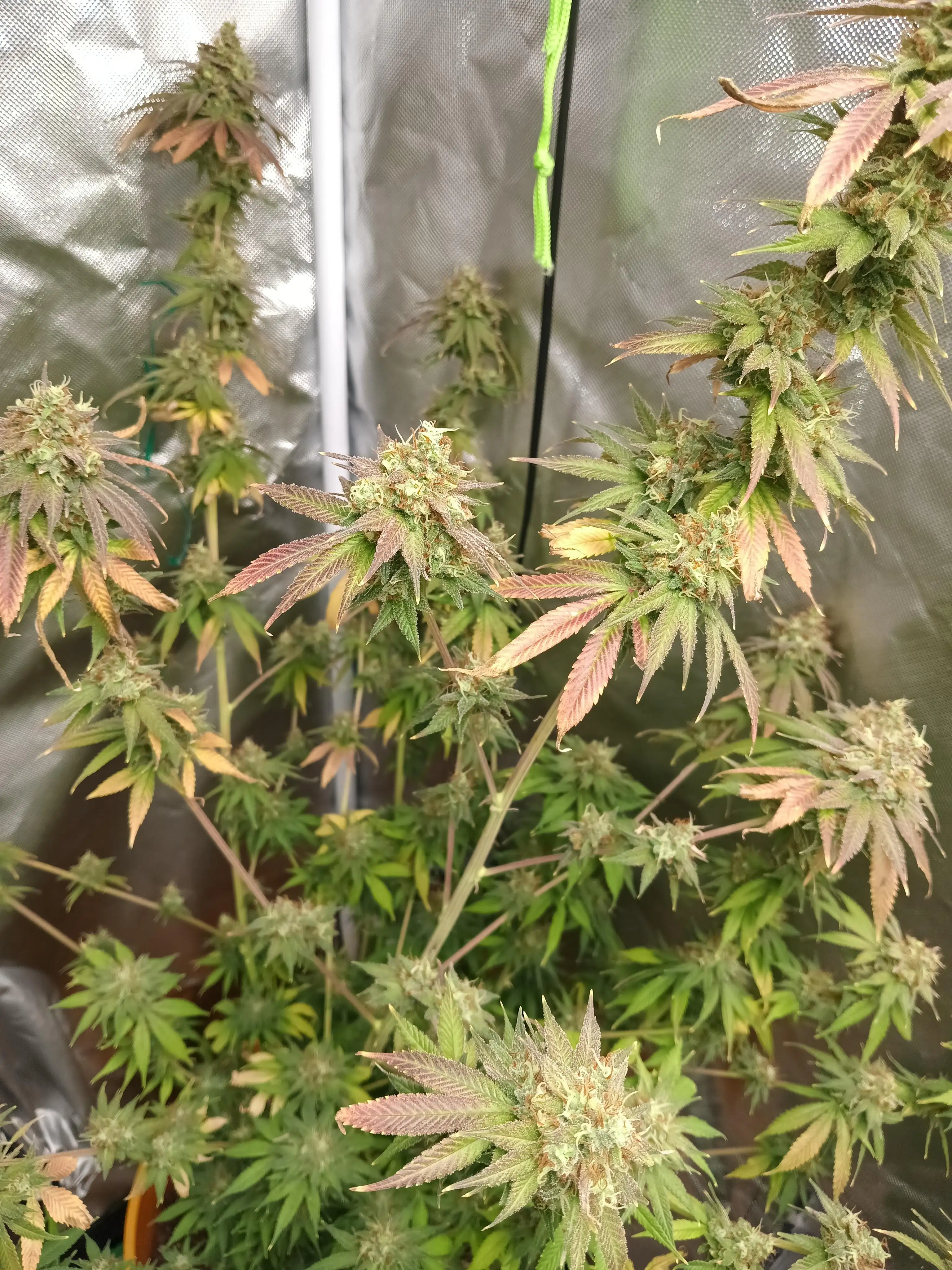 Bluntsport420