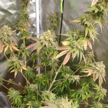 Bluntsport420