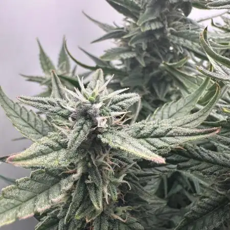 MNgrower81