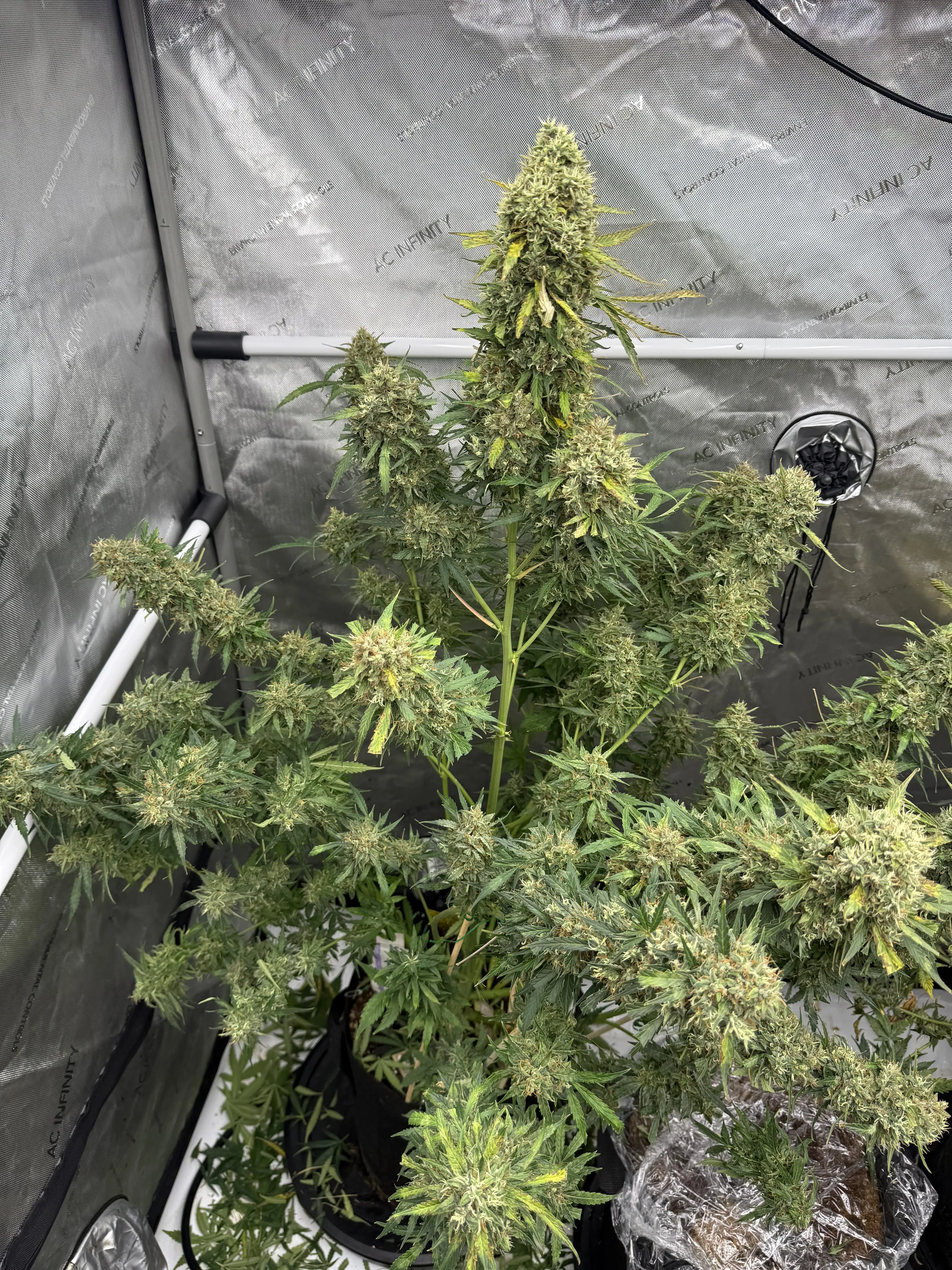 GrowHaiTv
