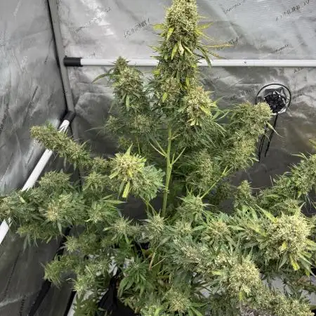 GrowHaiTv