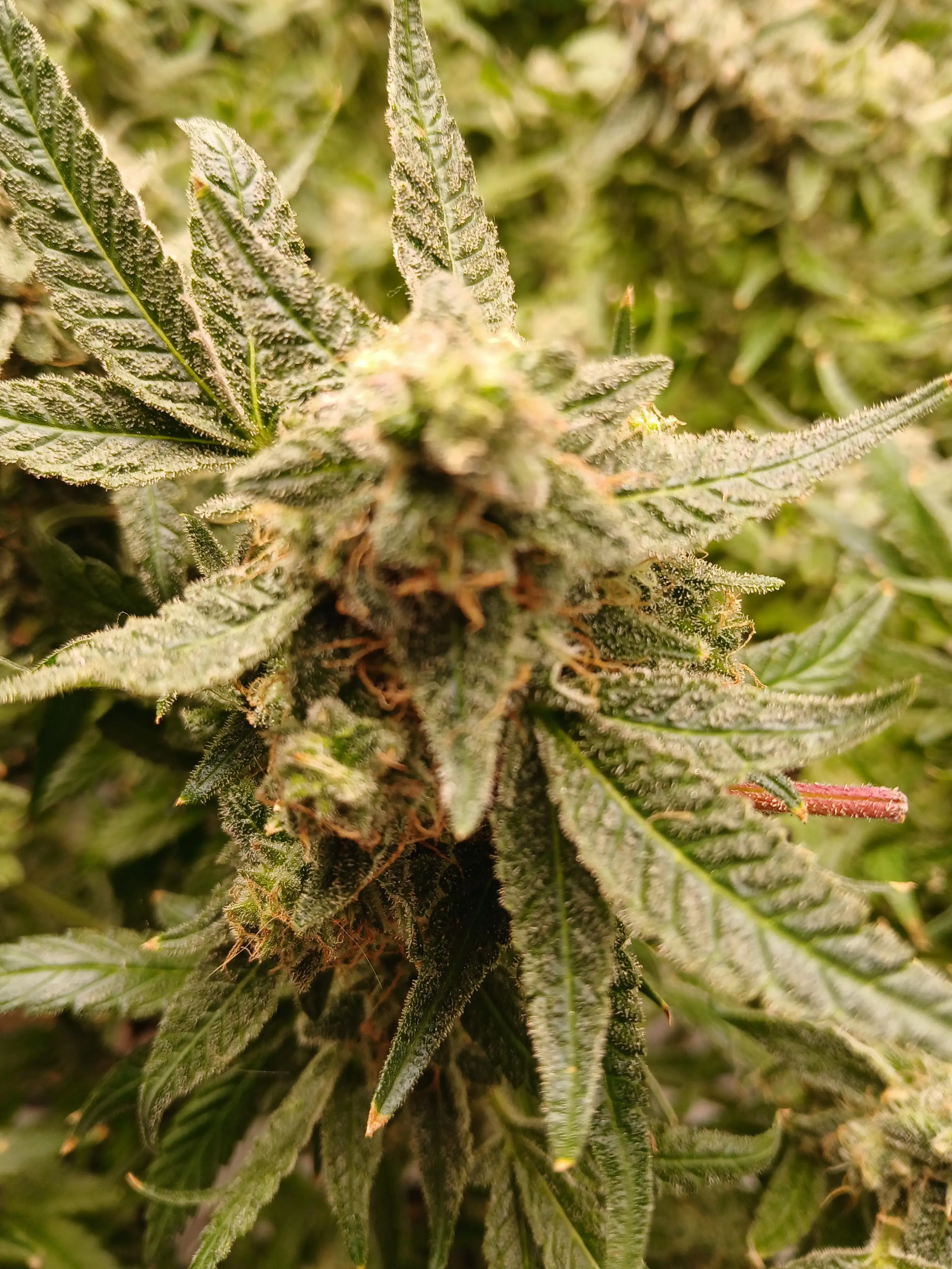 jessebrown420