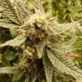 jessebrown420
