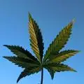 MrCandyTerps