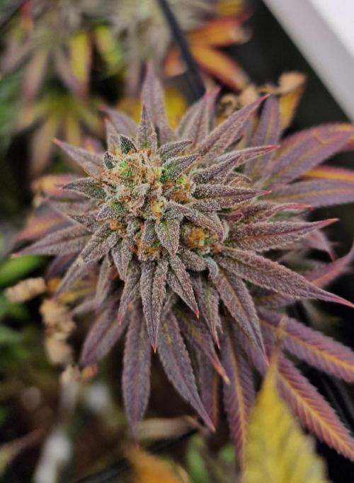 null by SugarandTerps