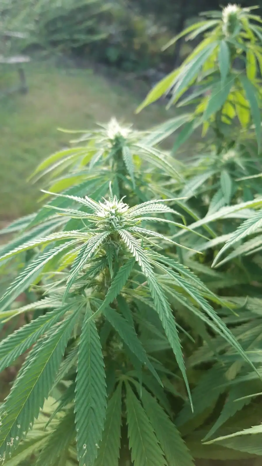 Terpzhead42