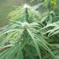 Terpzhead42