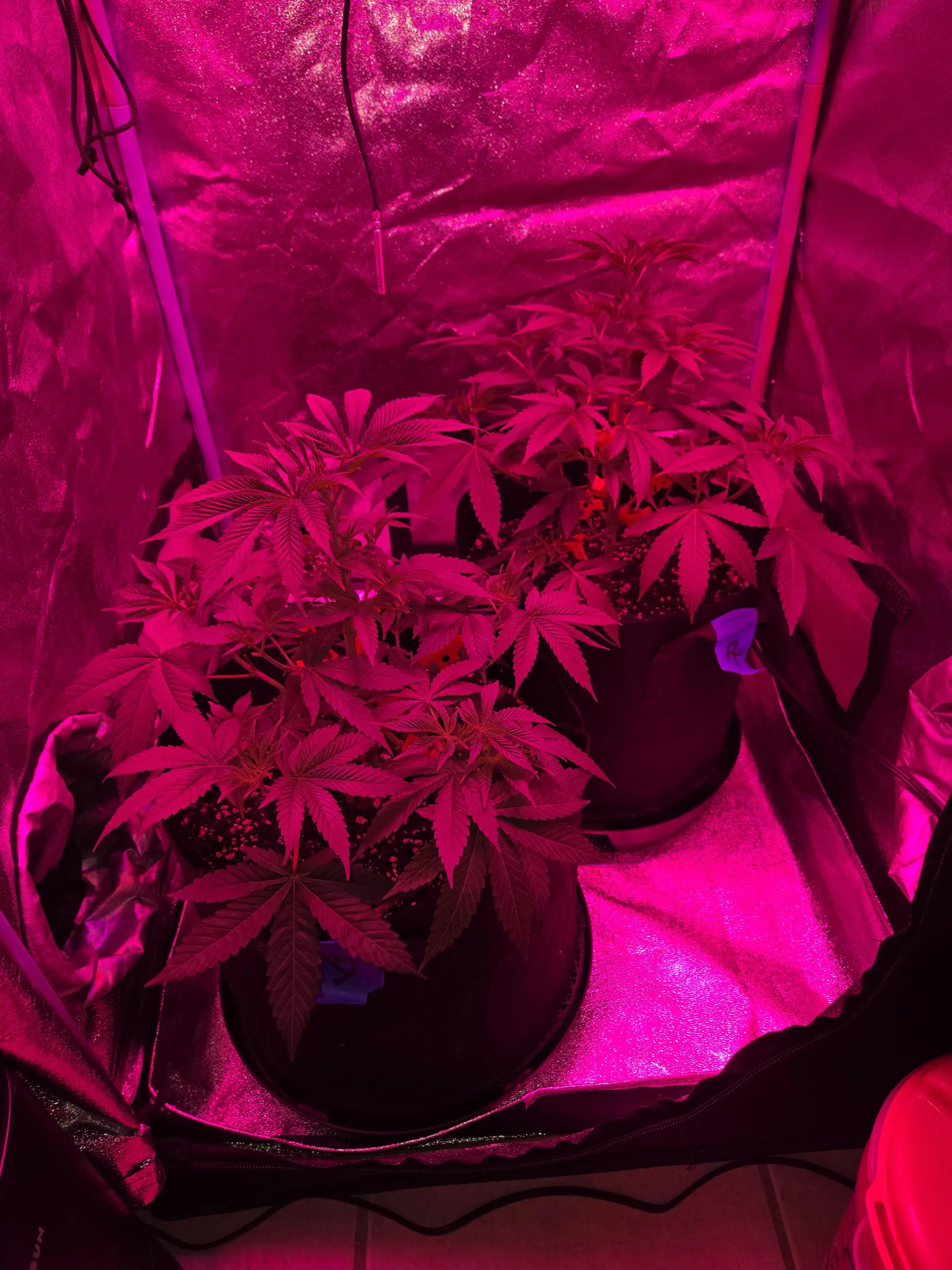 Newgrow25