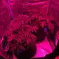Newgrow25