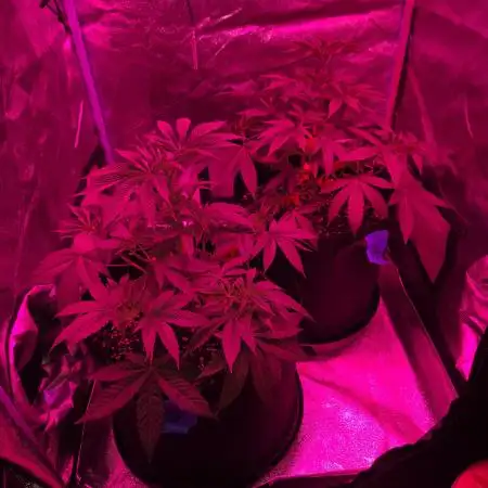 Newgrow25