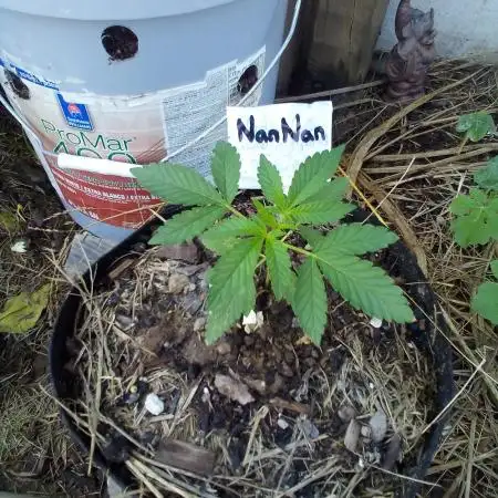 BioBayou