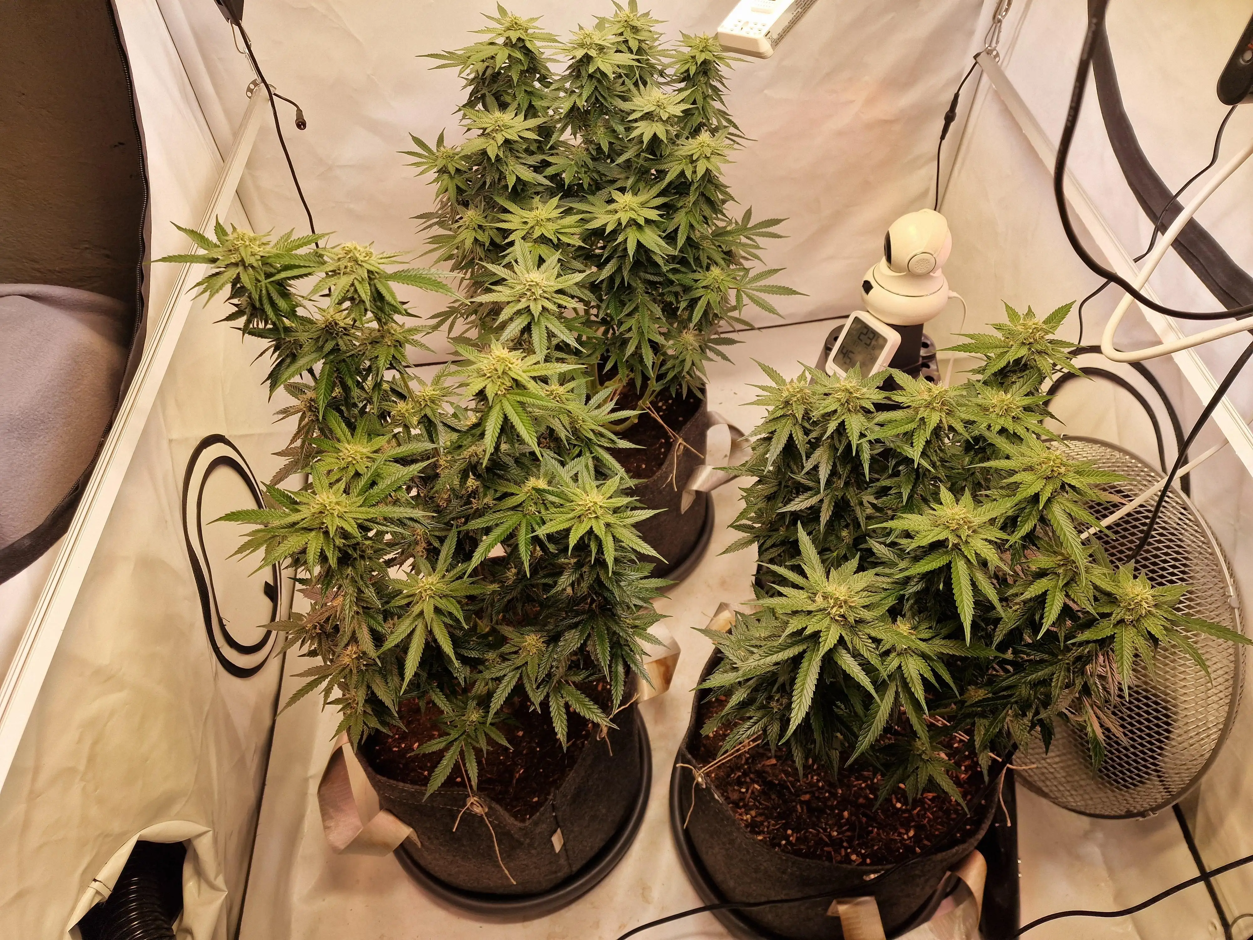 LetUsGrowTogether