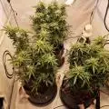 LetUsGrowTogether