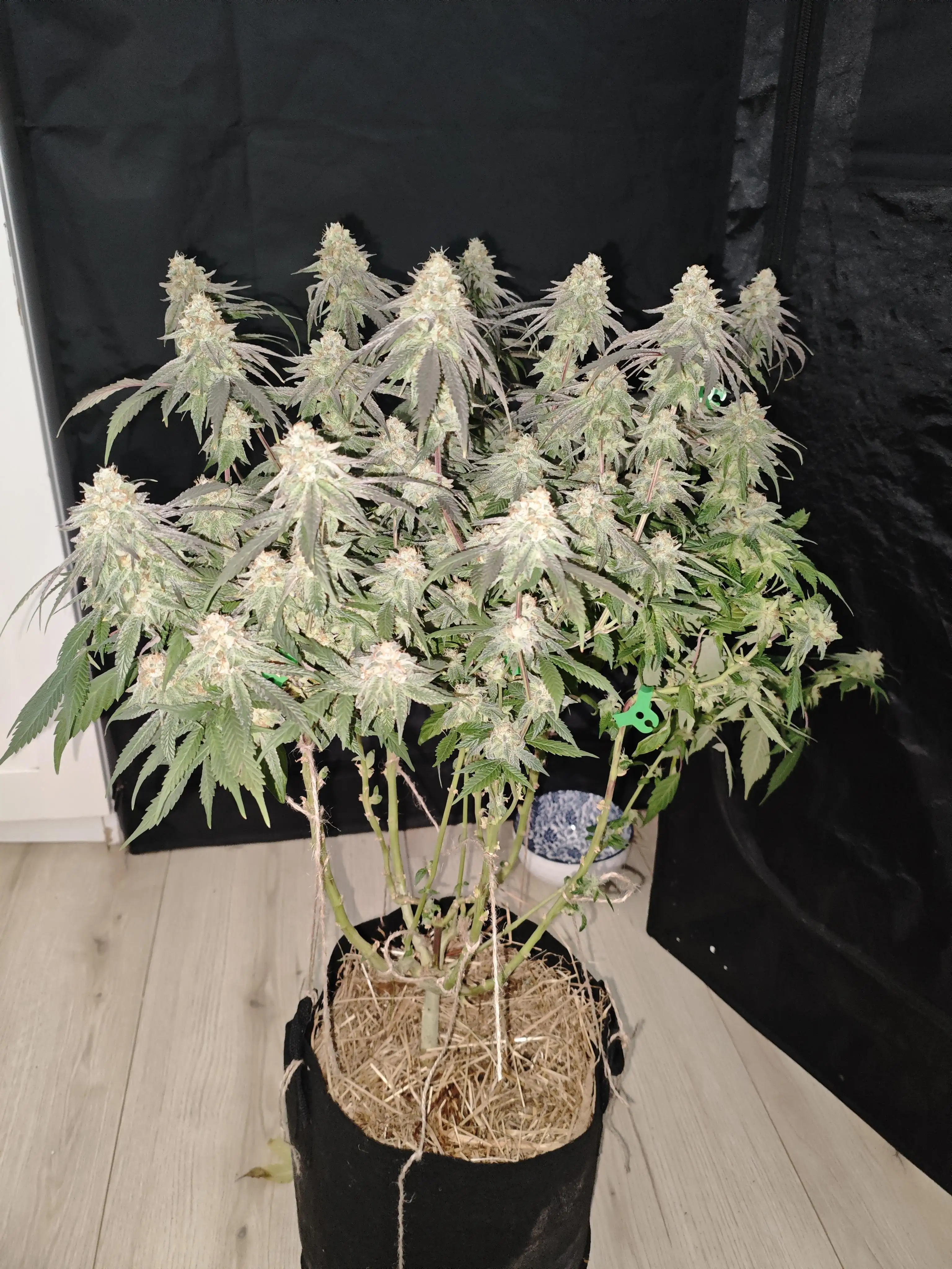 ClearGrow0610