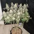 ClearGrow0610