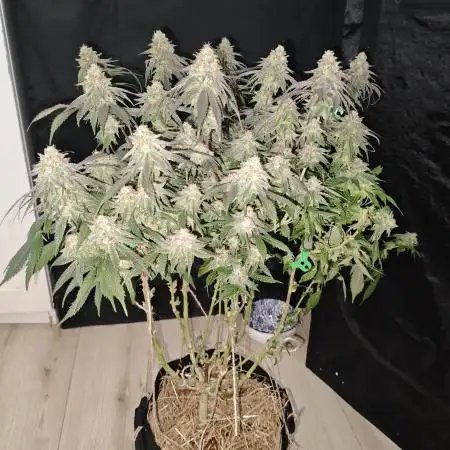 ClearGrow0610