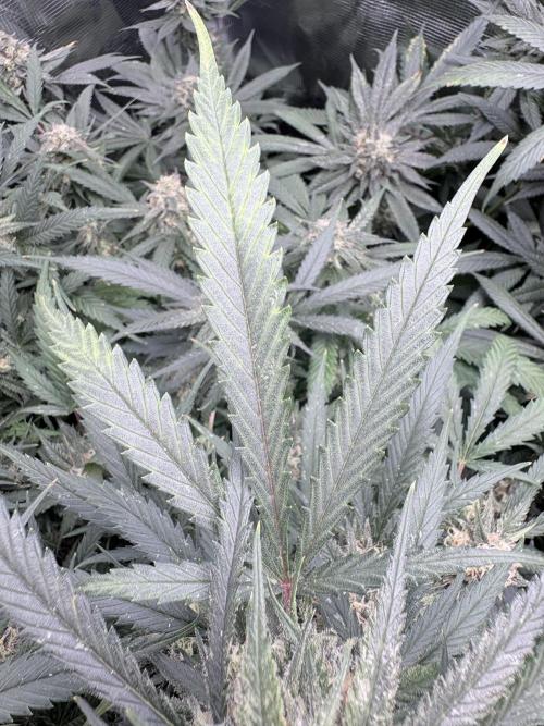 null by ProfessorWeed