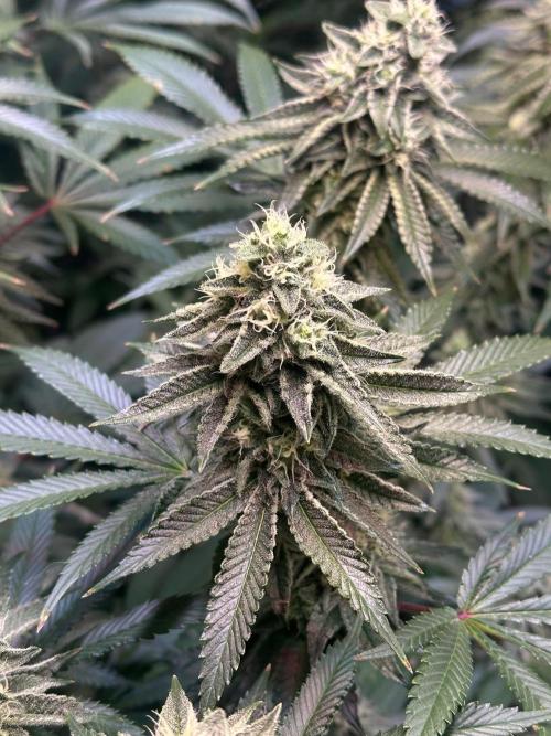 null door ProfessorWeed