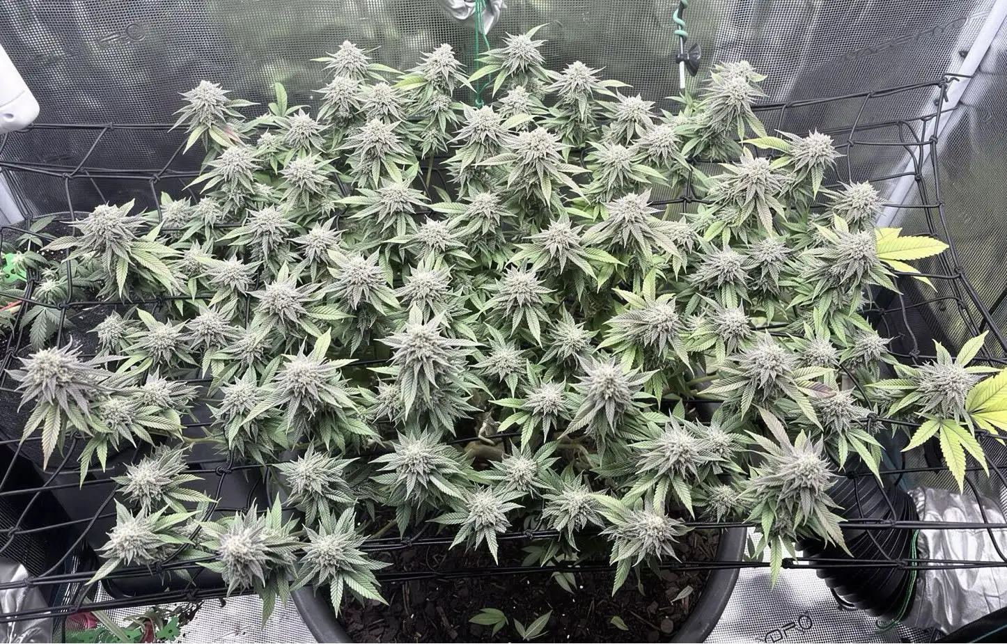 ProfessorWeed