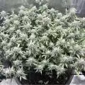 ProfessorWeed