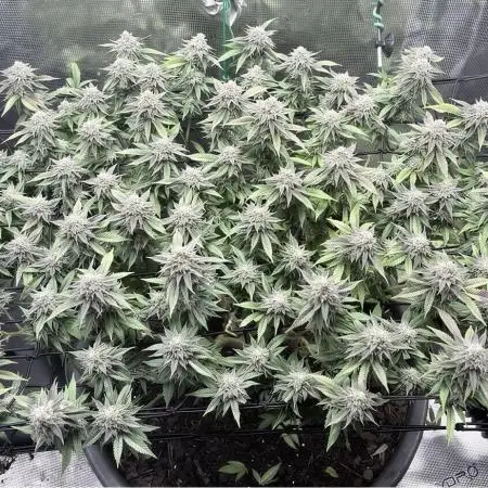 ProfessorWeed