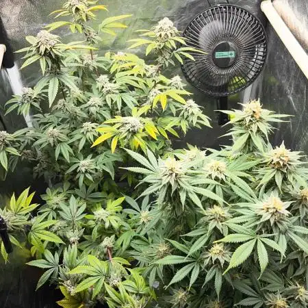 Cannabinatek