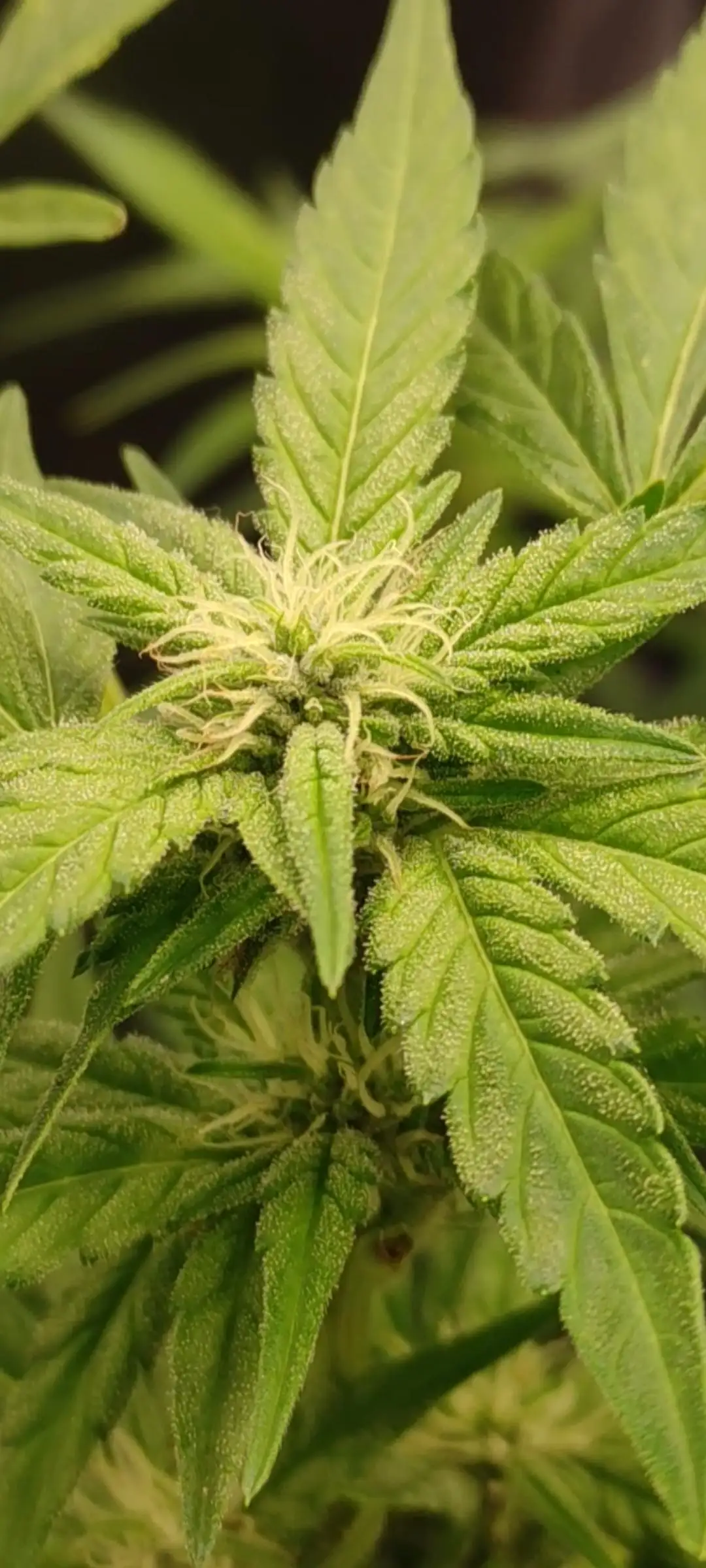 FirstFarmer420