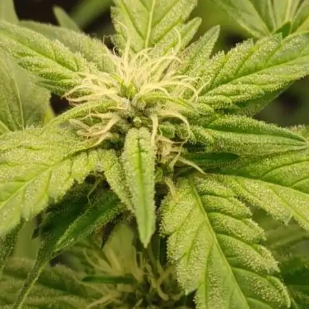 FirstFarmer420